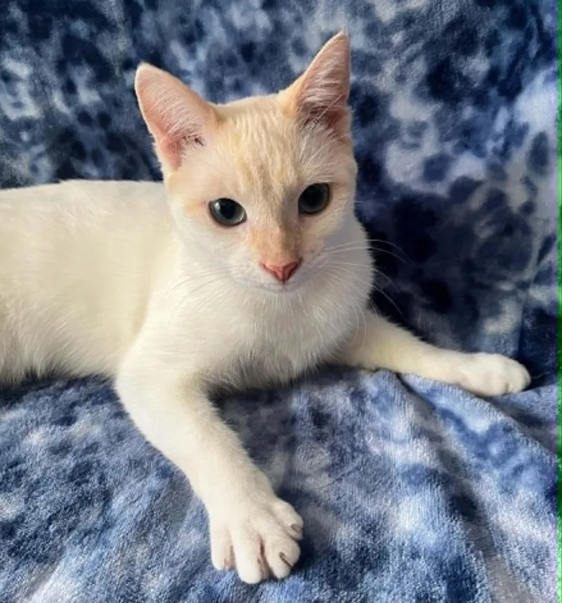 Houston  Blue Eyes thumbnail 6