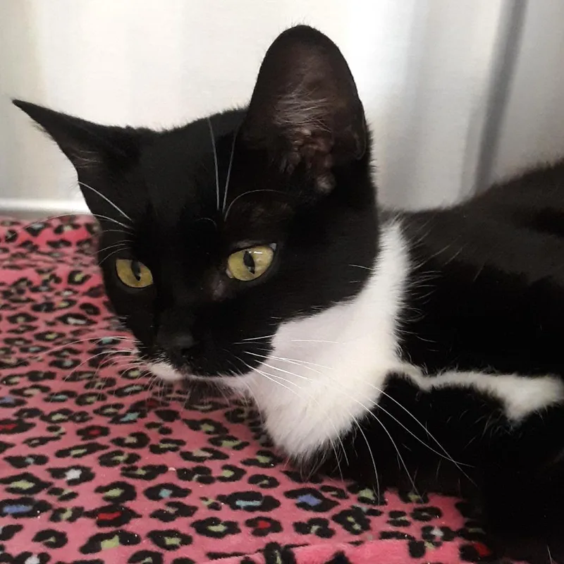 A young medium-sized female Black Domestic Short Hair cat named Thaumaturge for adoption in Spokane, WA