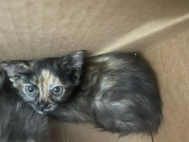 A baby medium-sized female Domestic Short Hair cat named Miss for adoption in Dallas, TX