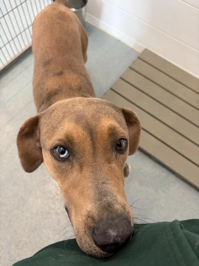 An adult medium-sized male Rhodesian Ridgeback dog named Archie for adoption in Portland, IN