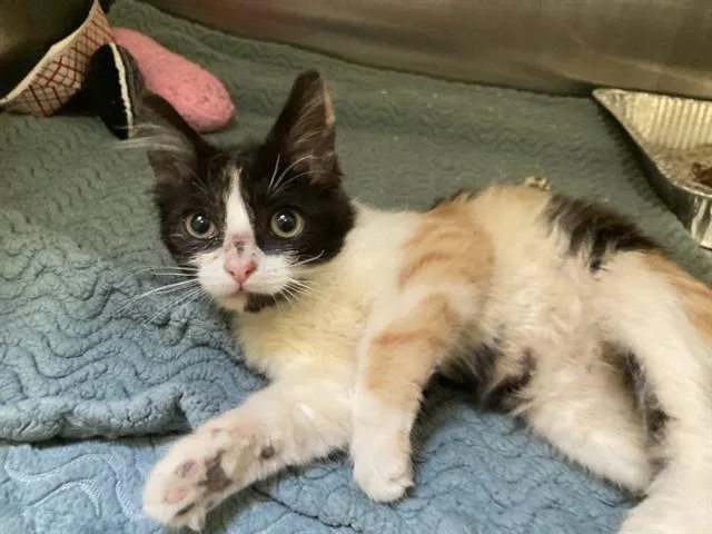 A baby small-sized female Domestic Short Hair cat named Dandy Lion for adoption in Tustin, CA