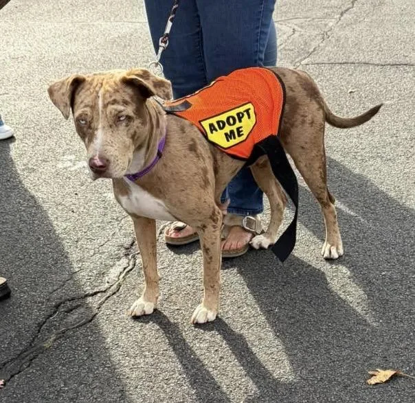 A young medium-sized female Mixed Breed dog named MarbleLEE for adoption in Nanuet, NY