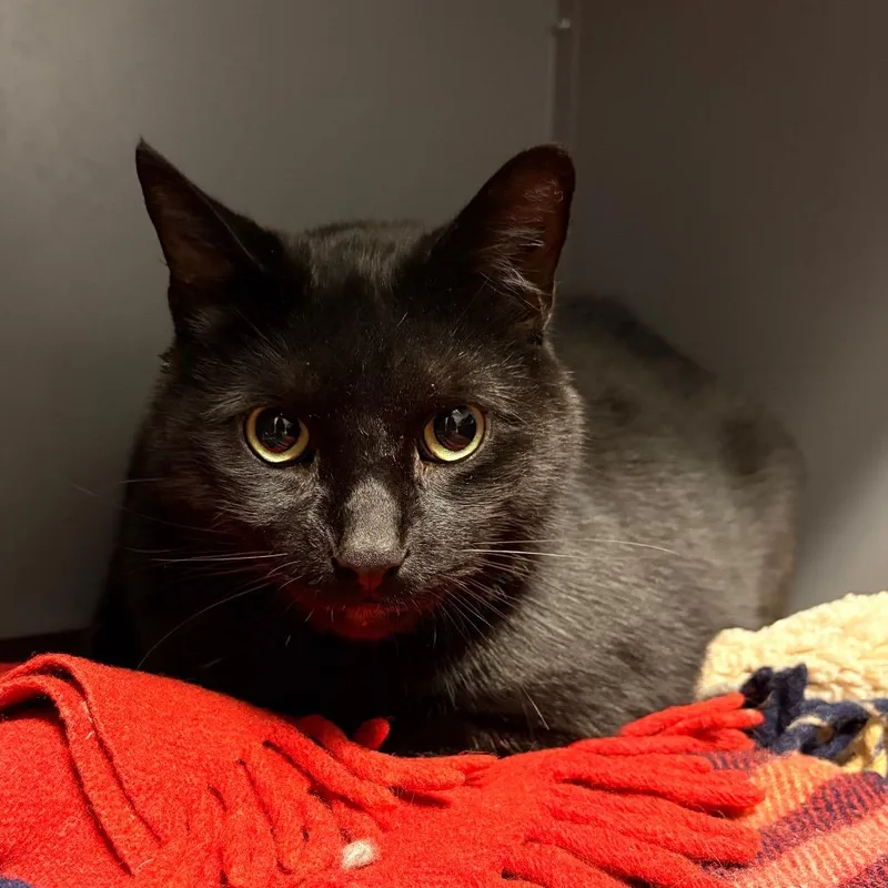 An adult extra large-sized male Domestic Short Hair cat named Smokey for adoption in Fairport, NY