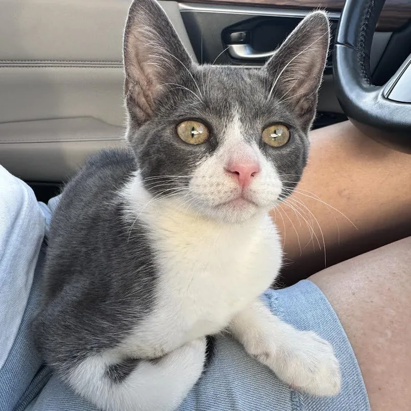 A baby small-sized female Gray & White Domestic Short Hair cat named Juju for adoption in Miami, FL