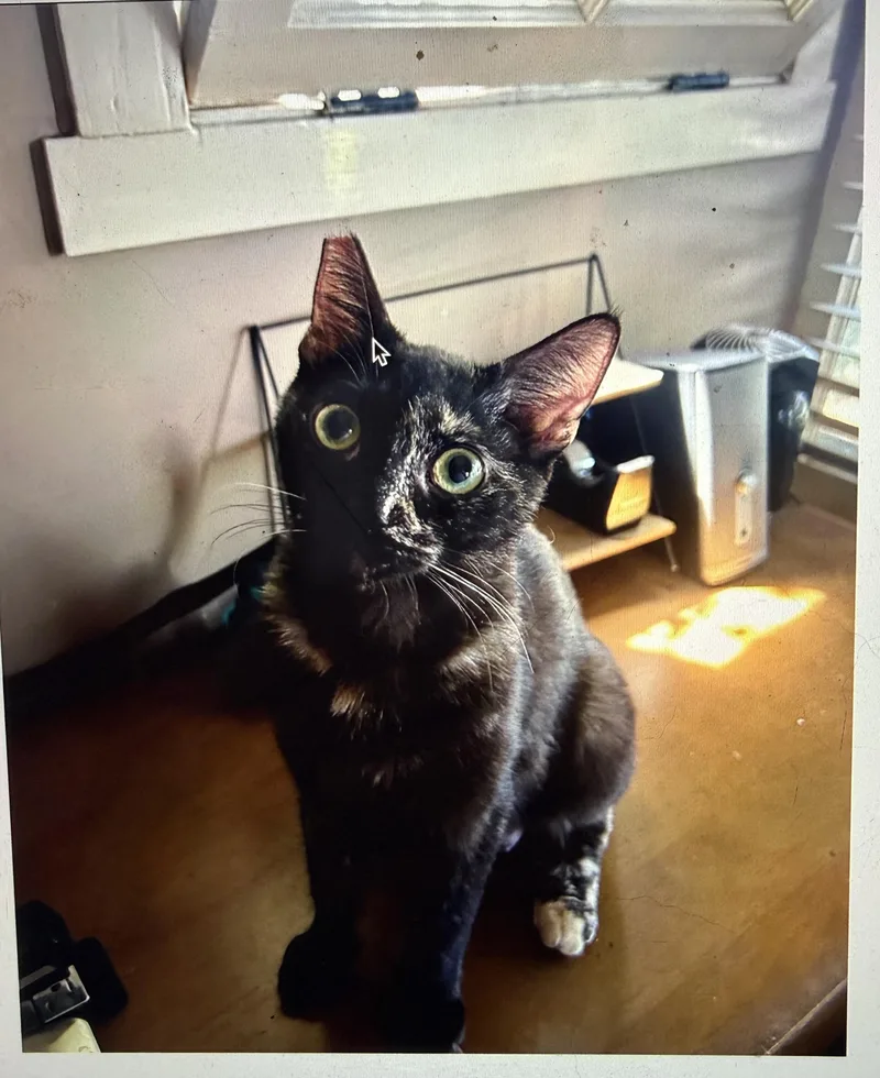 A young large-sized female Domestic Short Hair cat named Max for adoption in South Pasadena, CA