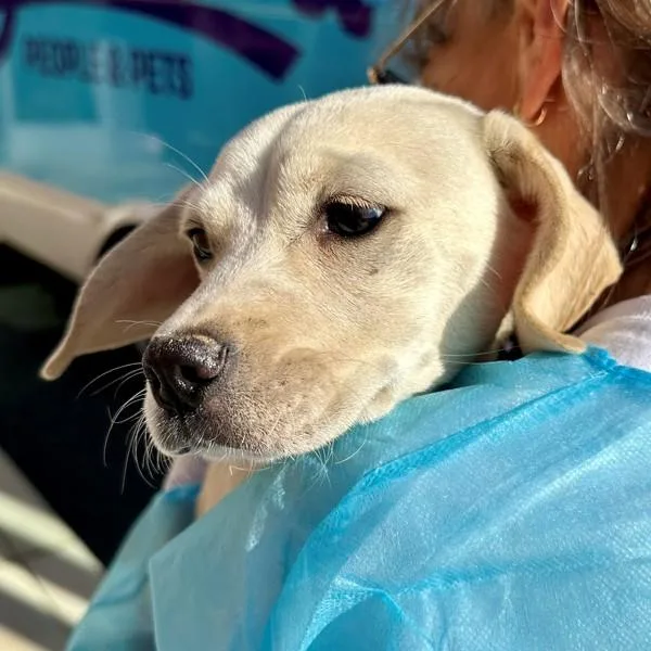 A baby small-sized female Chihuahua dog named Patsy Cline for adoption in Walnut Creek, CA