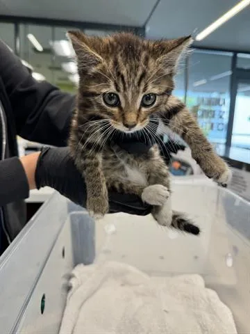 A baby small-sized male Domestic Short Hair cat named Hiccup for adoption in San Martin, CA
