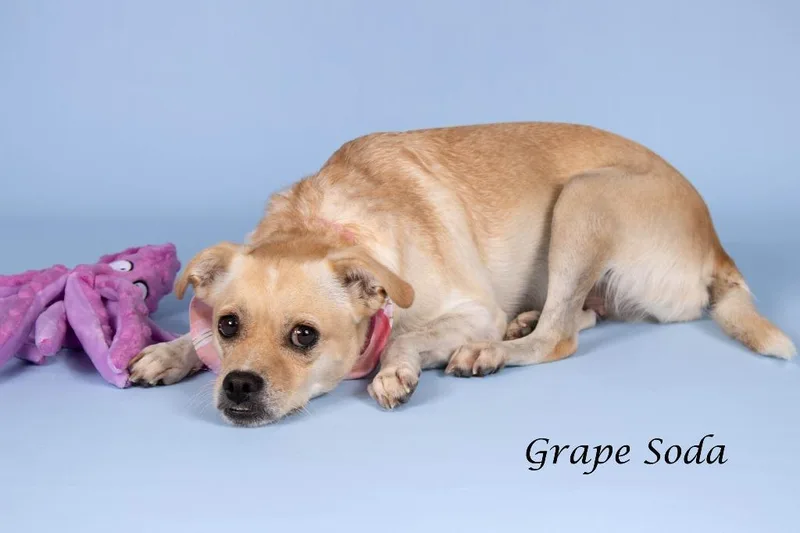 Grape Soda thumbnail 3