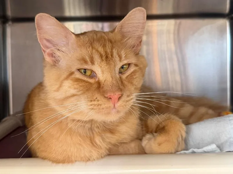 Cheddar