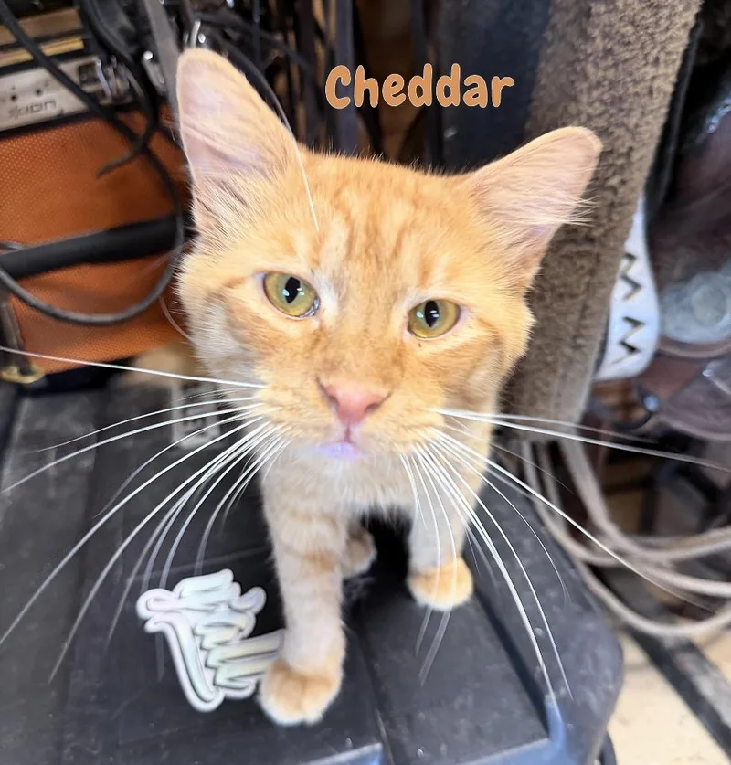 Cheddar thumbnail 3