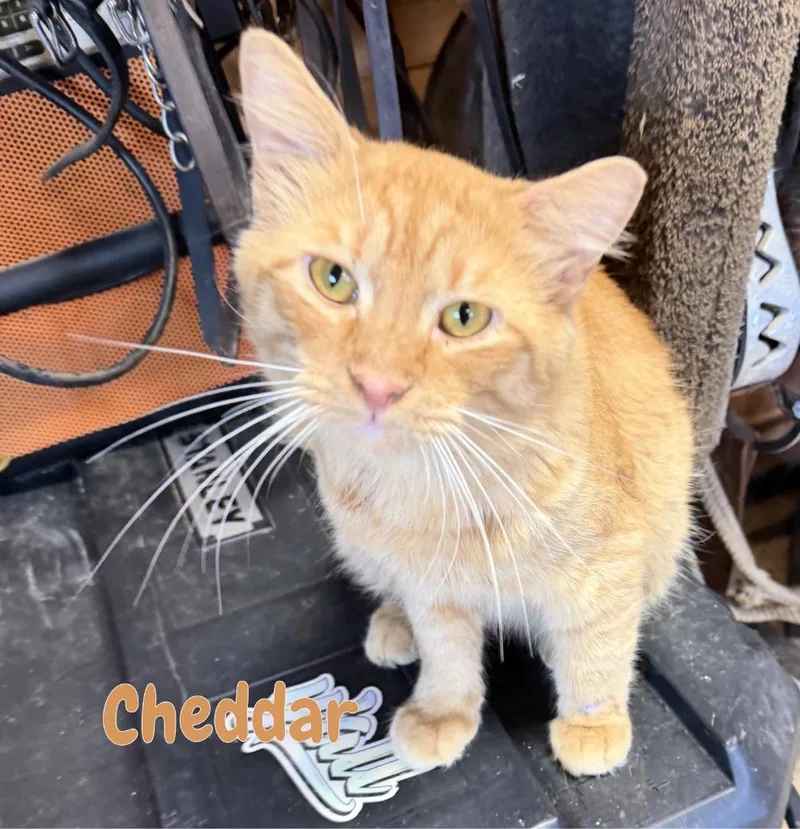 Cheddar thumbnail 4