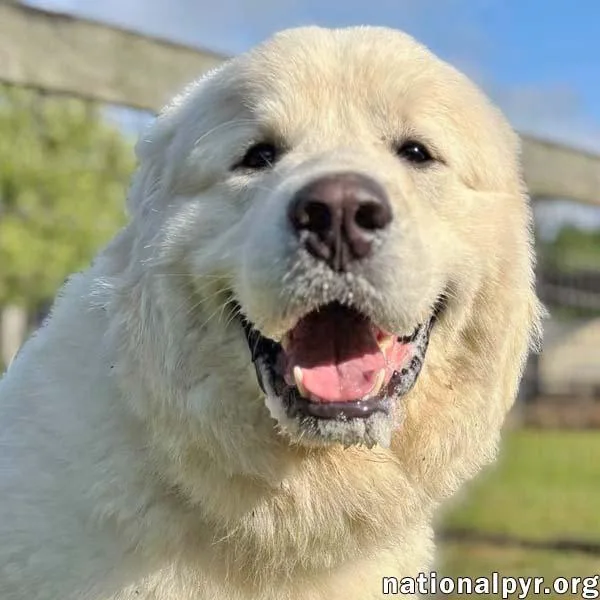 A young large-sized male White / Cream Great Pyrenees dog named Gemini In Ga for adoption in Beacon, NY