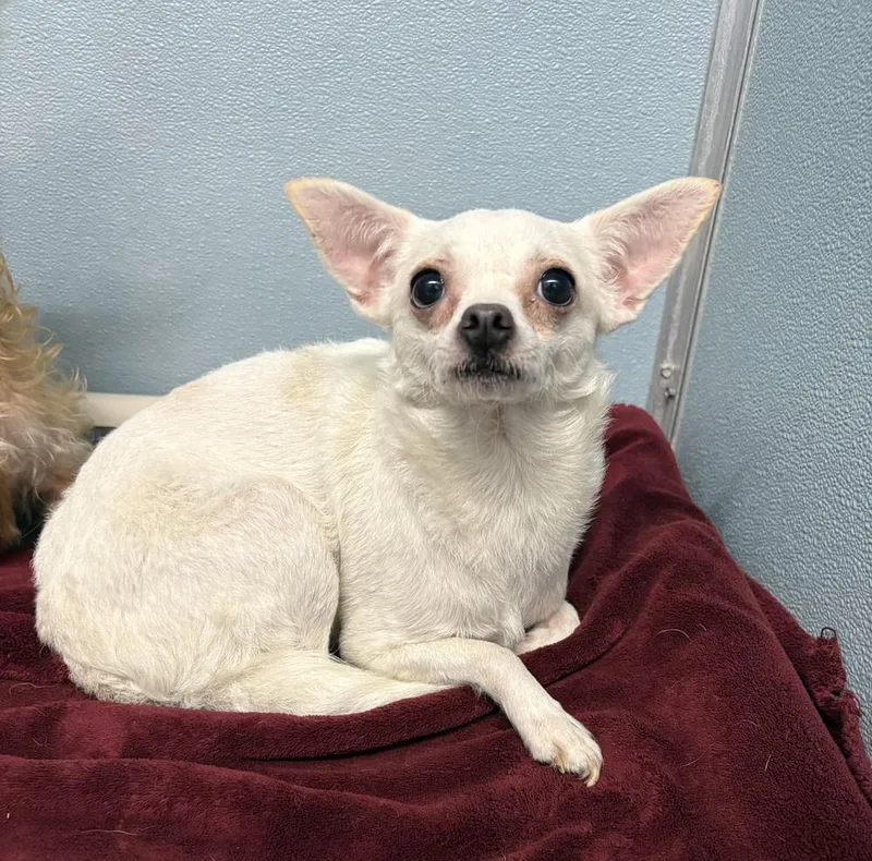 An adult small-sized female Mixed Breed dog named Winter for adoption in Rochester, IN