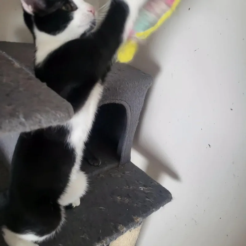 A baby small-sized male Black & White / Tuxedo Tuxedo cat named Stowaway for adoption in Bennington, VT