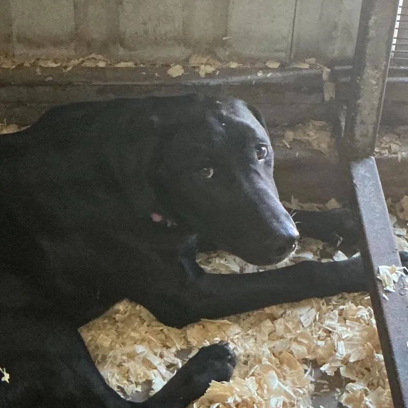 A young medium-sized female Black Mixed Breed dog named Jasmine for adoption in Durant, OK