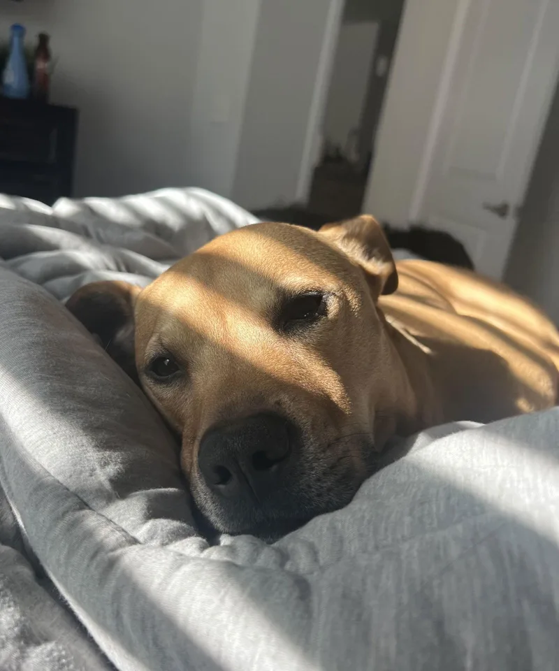 An adult large-sized male Black Mouth Cur dog named Huncho for adoption in Valrico, FL