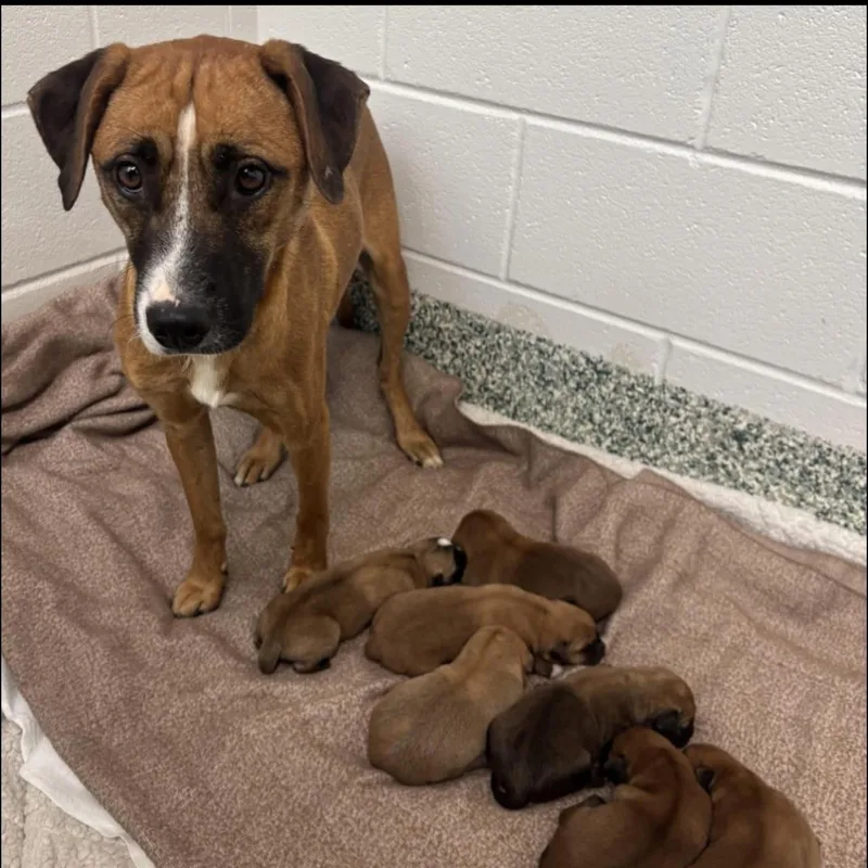 A young medium-sized female Red / Chestnut / Orange Black Mouth Cur dog named Ginger for adoption in East Flat Rock, NC