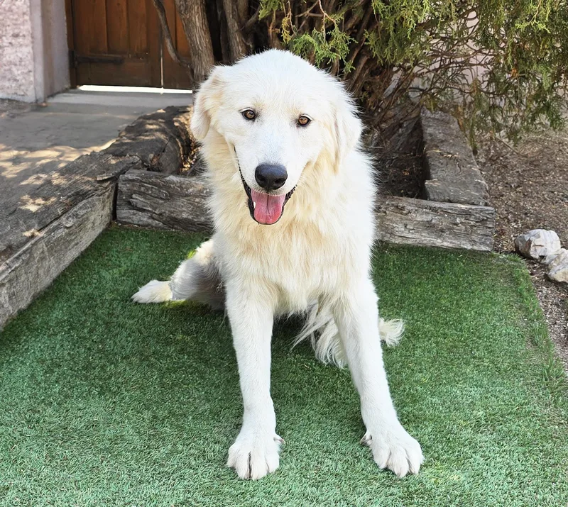 Darling Ms Daphne Pyr
