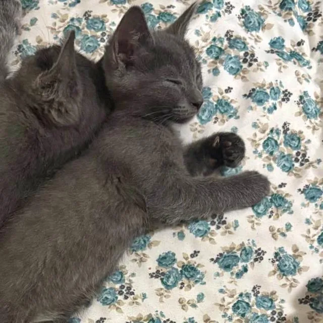 A baby small-sized male Russian Blue cat named Bob for adoption in mount vernon, AR