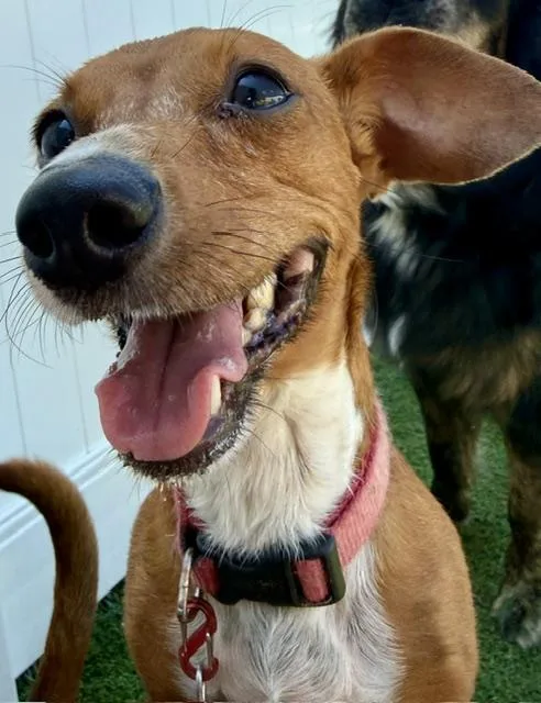 An adult small-sized female Brown / Chocolate Chiweenie dog named Ethel for adoption in Brookfield, WI
