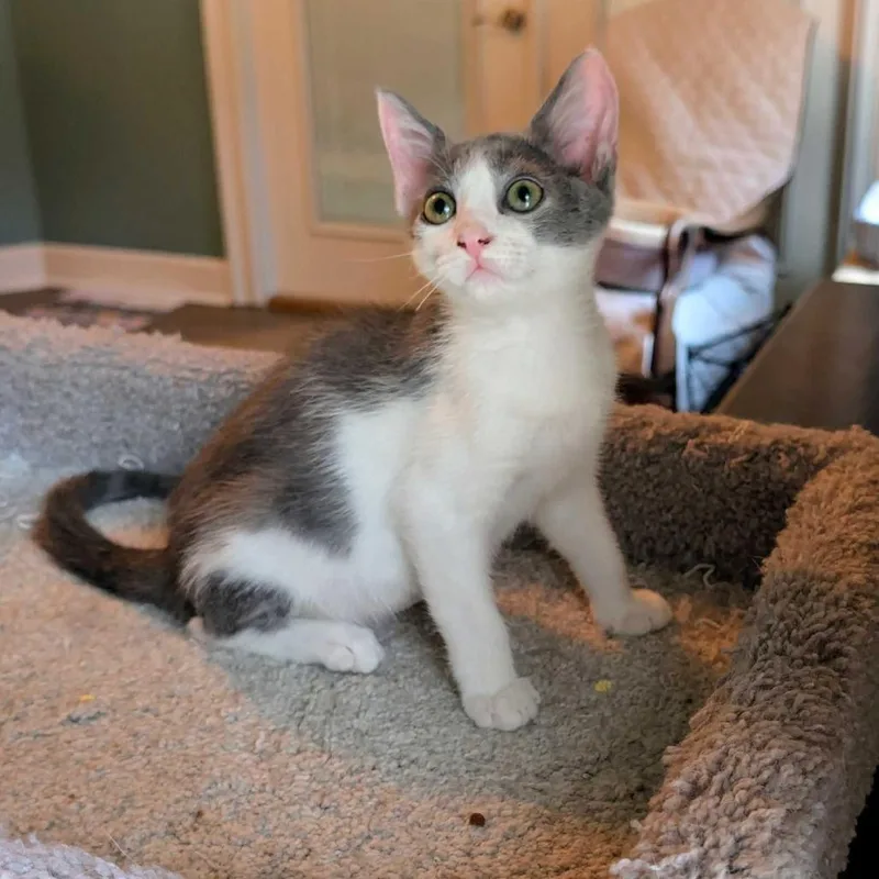 A baby small-sized male Gray / Blue / Silver Domestic Short Hair cat named Franklin for adoption in Tallahassee, FL
