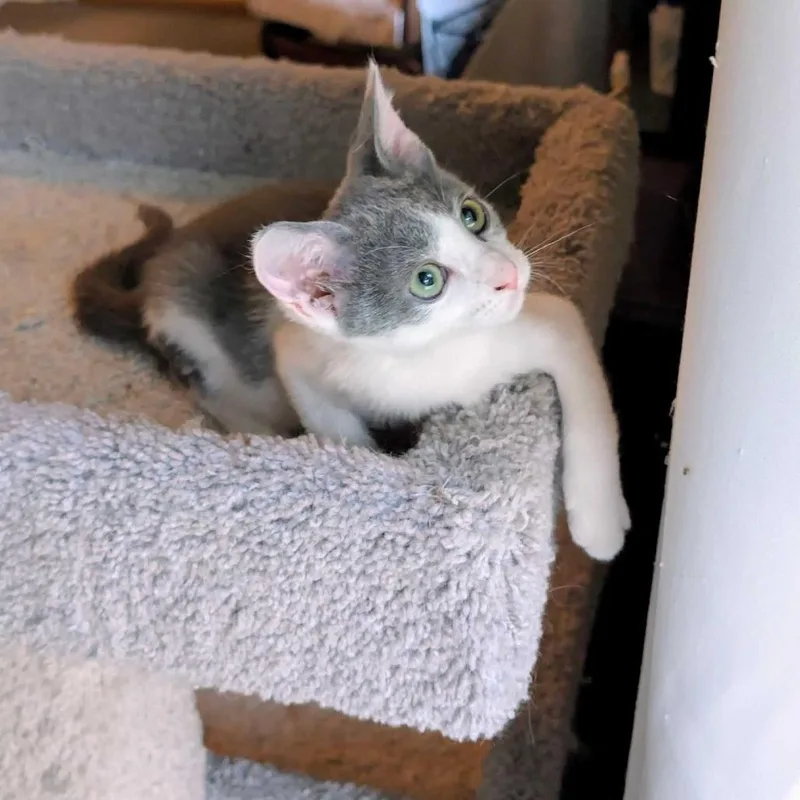 Franklin thumbnail 3