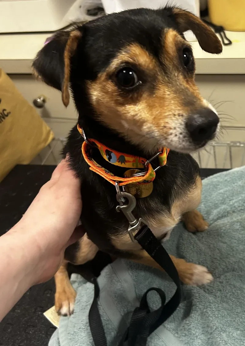 A young small-sized male Black Miniature Pinscher dog named Champ Sussex Hoarding Survivor for adoption in Oak Ridge, NJ