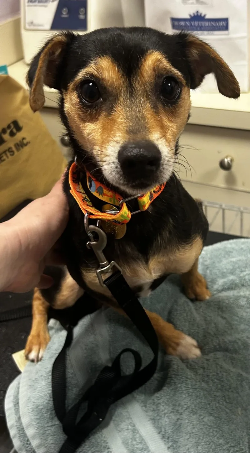 Champ Sussex Hoarding Survivor thumbnail 2