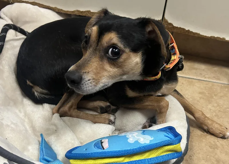 Champ Sussex Hoarding Survivor thumbnail 3