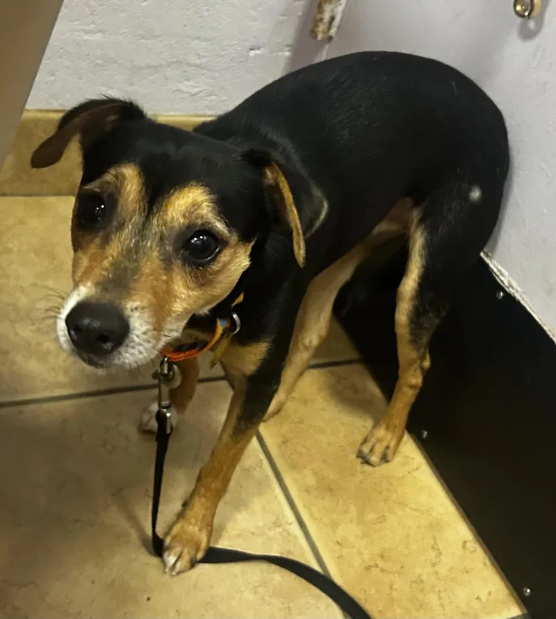 Champ Sussex Hoarding Survivor thumbnail 4