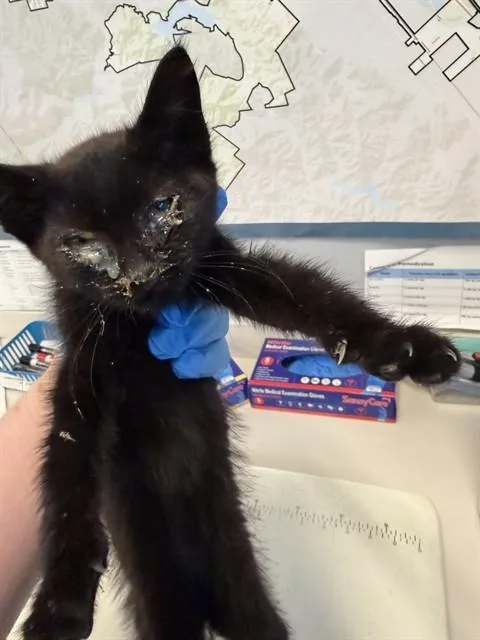 A baby small-sized female Domestic Short Hair cat named Sascha for adoption in San Jose, CA