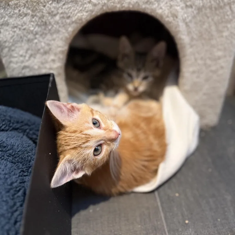 A baby small-sized female Orange / Red Domestic Short Hair cat named Claire for adoption in Fairfax Station, VA