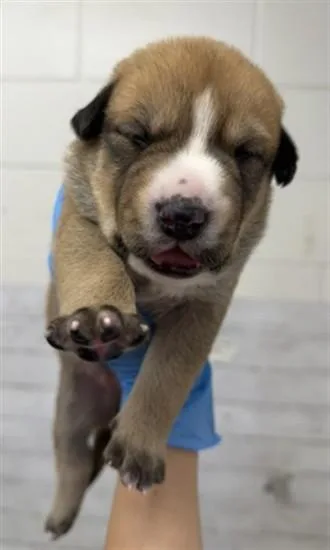 A baby small-sized female Pit Bull Terrier dog named Jupiter for adoption in San Bernardino, CA