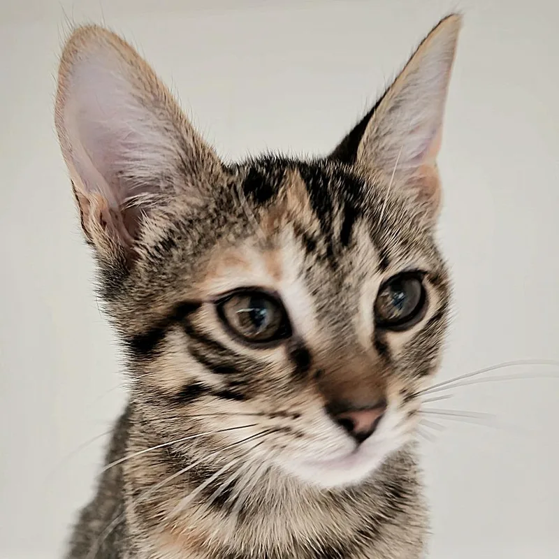 A baby small-sized female Domestic Short Hair cat named Cricket for adoption in Cumming, GA