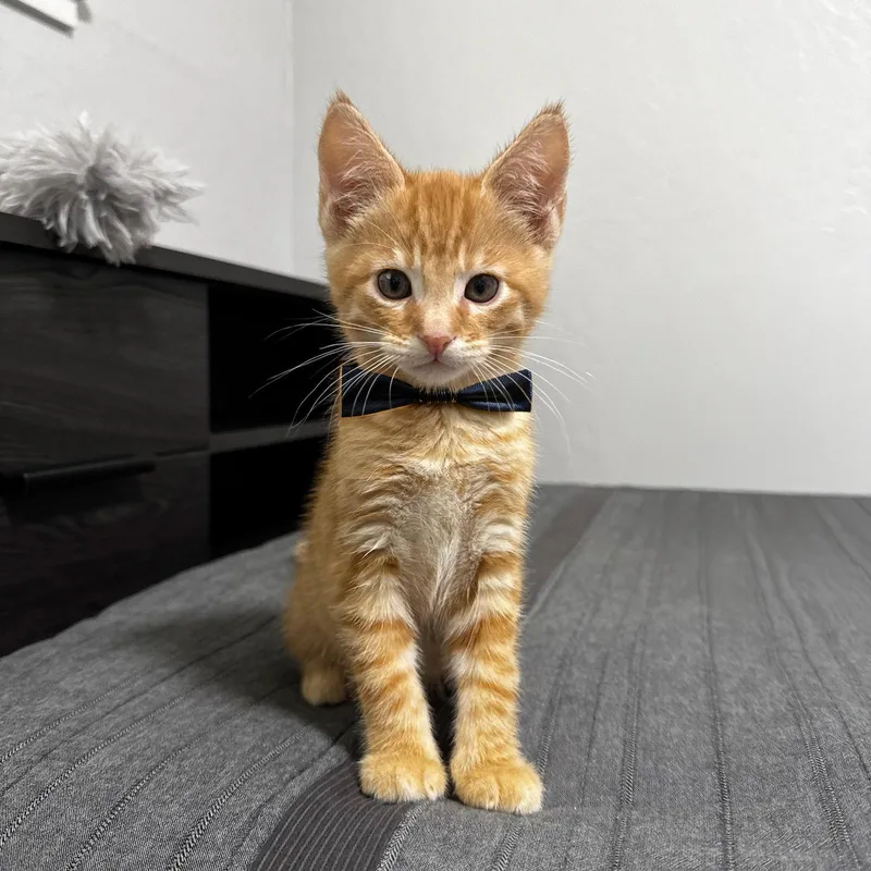 Klaus Bonded W Cute thumbnail 2