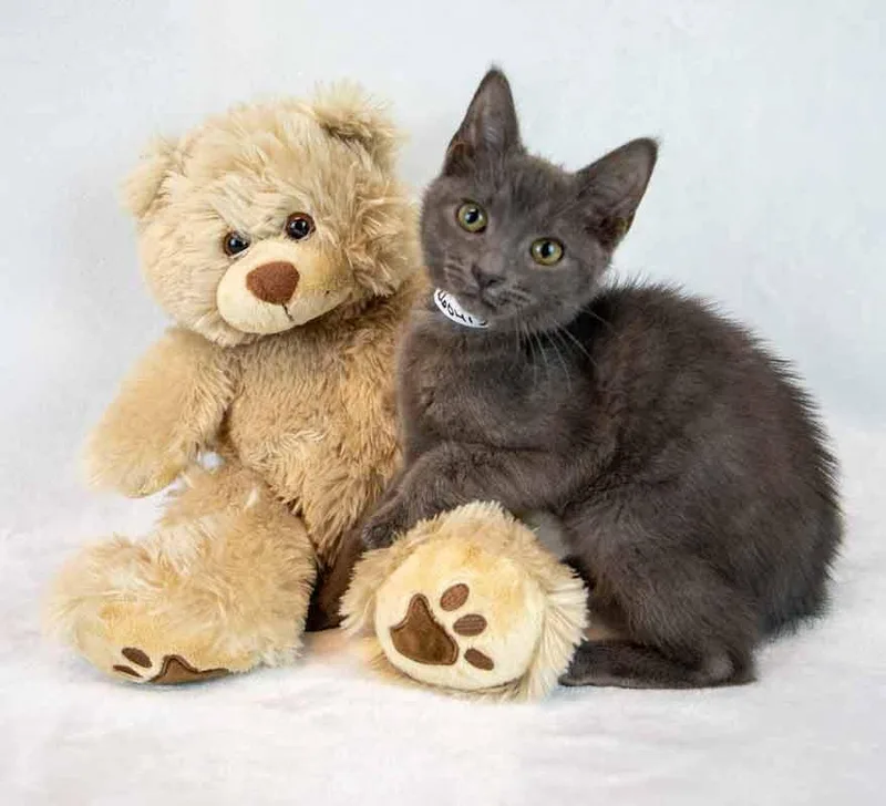 Moonlight thumbnail 2