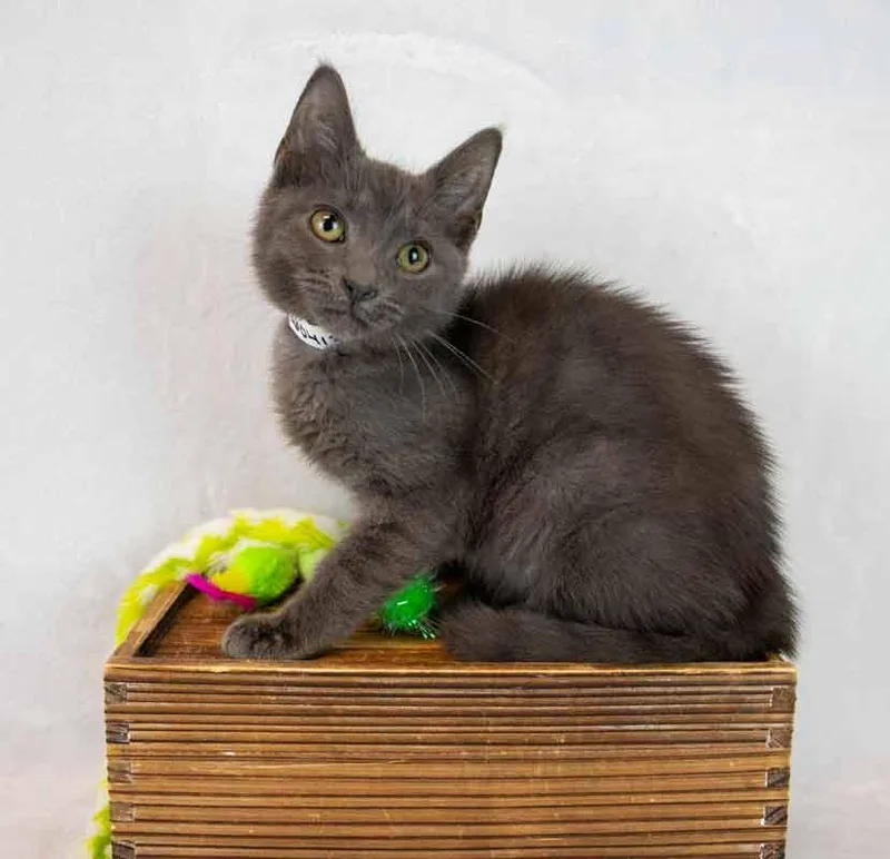 Moonlight thumbnail 3