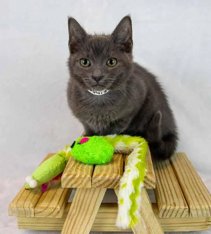 Moonlight thumbnail 4