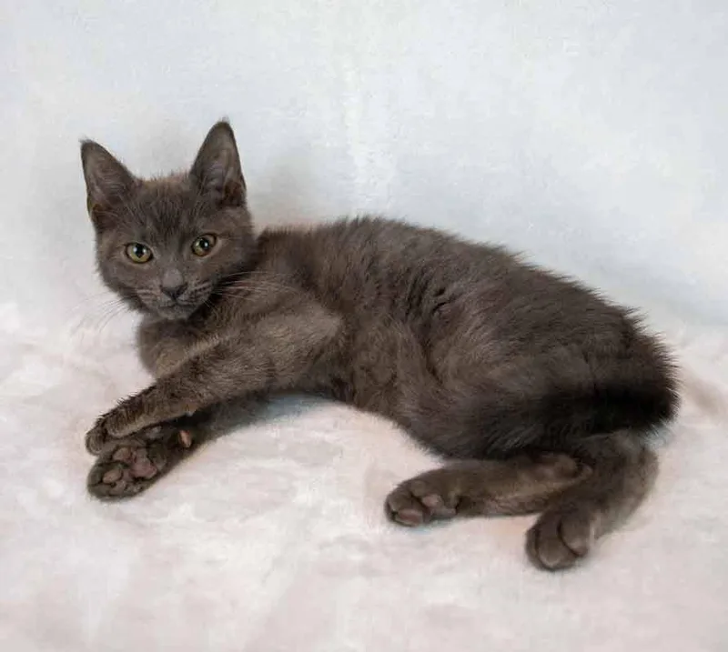 Moonlight thumbnail 5