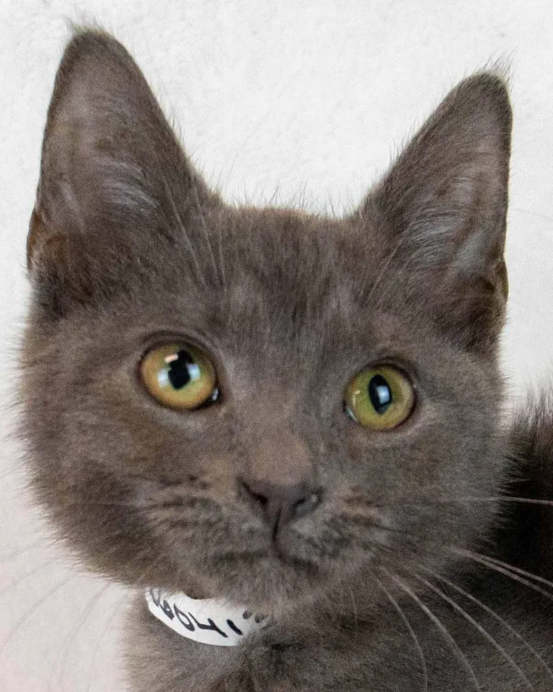 A baby medium-sized male Domestic Short Hair cat named Moonlight for adoption in Kennesaw, GA