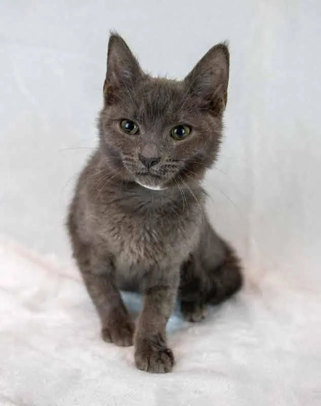 Moonlight thumbnail 6