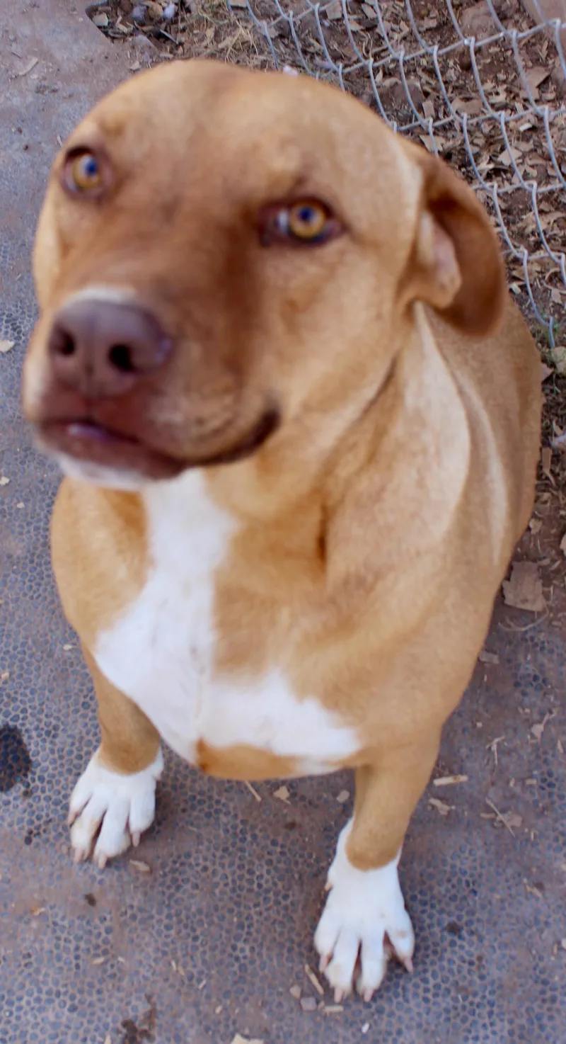 An adult medium-sized male Beagle dog named Charlie for adoption