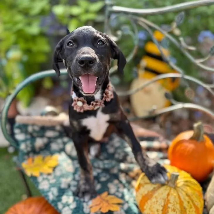 A baby medium-sized male Labrador Retriever dog named Duke for adoption in Southport, CT