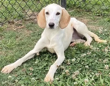 A baby medium-sized female Hound dog named Relish for adoption in Conway, SC