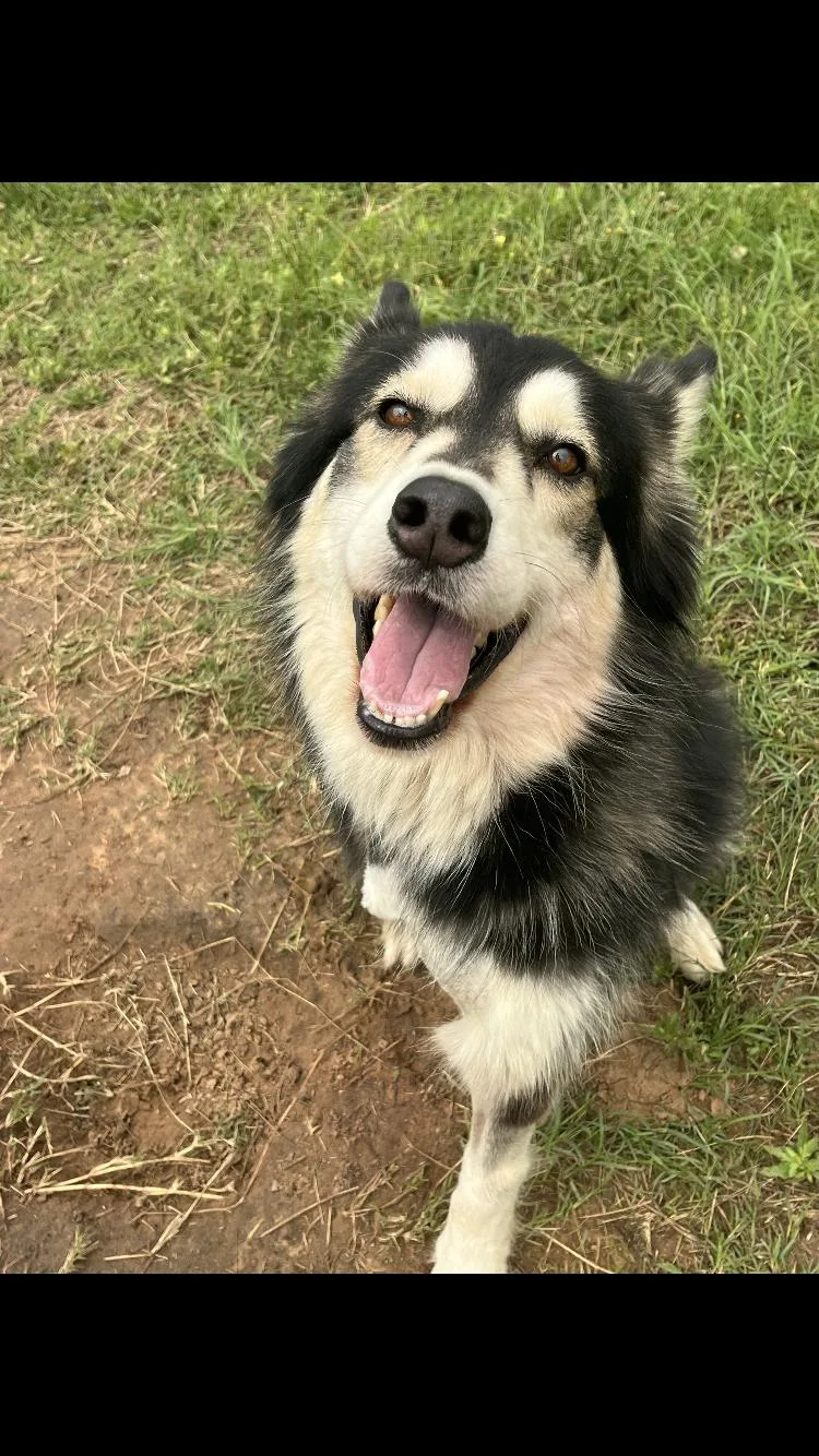 An adult medium-sized female Bicolor Siberian Husky dog named Sheba for adoption in Paradise, TX