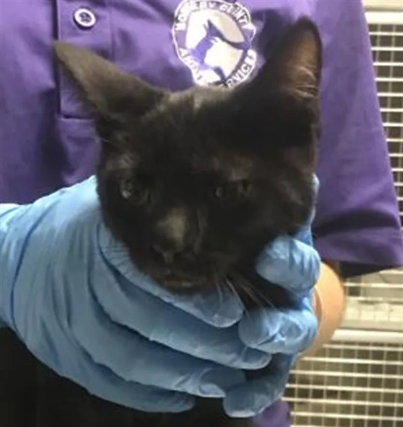 A baby small-sized female Domestic Short Hair cat named A for adoption in Conroe, TX