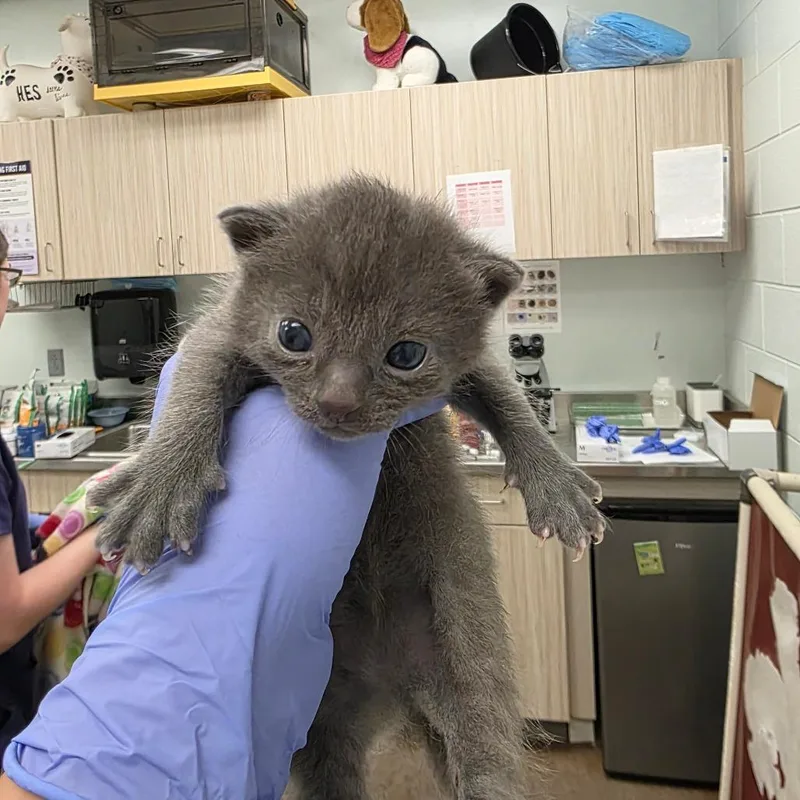 A baby extra large-sized female Domestic Short Hair cat named Compass for adoption in Chattanooga, TN