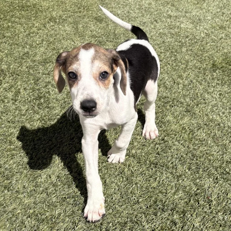 A baby medium-sized female Brown / Chocolate Coonhound dog named Tilly for adoption in LOXAHATCHEE, FL