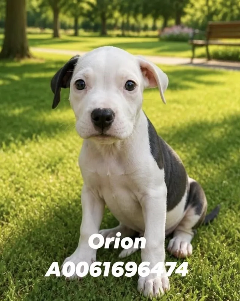A baby medium-sized male Terrier dog named Orion Lonestar for adoption in Rockaway, NJ