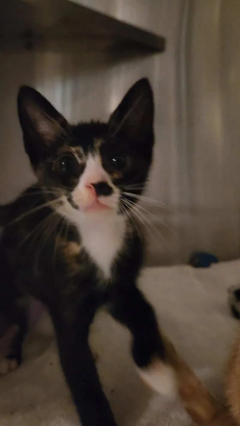 A baby medium-sized female Calico Domestic Short Hair cat named Pie for adoption in Charleston, SC